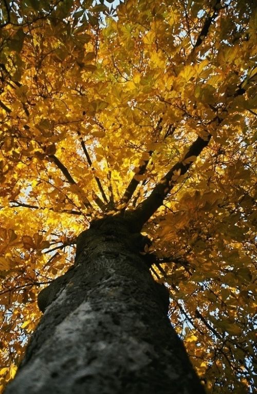 Fotografia de Javier Sanz - Galeria Fotografica: Una visin intimista de la fotografia de la naturaleza - Foto: big-bang