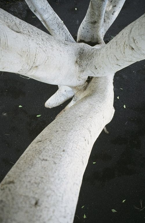 Fotografia de Javier Sanz - Galeria Fotografica: Una visi�n intimista de la fotografia de la naturaleza - Foto: expansi�n