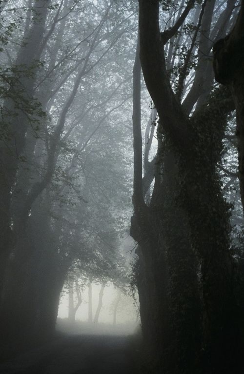 Fotografia de Javier Sanz - Galeria Fotografica: Una visin intimista de la fotografia de la naturaleza - Foto: la niebla es intimidad