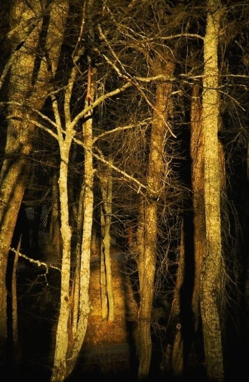 Fotografia de Javier Sanz - Galeria Fotografica: Una visin intimista de la fotografia de la naturaleza - Foto: la ultima luz