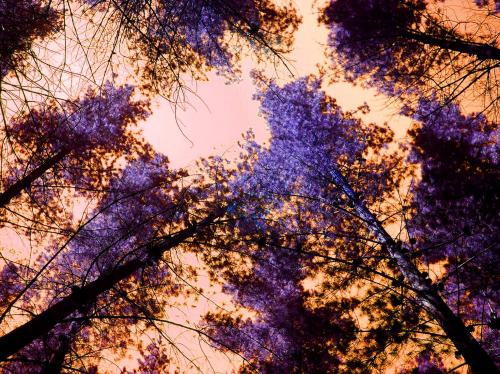 Fotografia de yanne - Galeria Fotografica: De todo un poco - Foto: La vida en colores