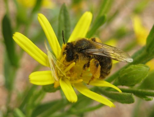 Fotografia de Alex BG - Galeria Fotografica: Abeja, por casualidad - Foto: 