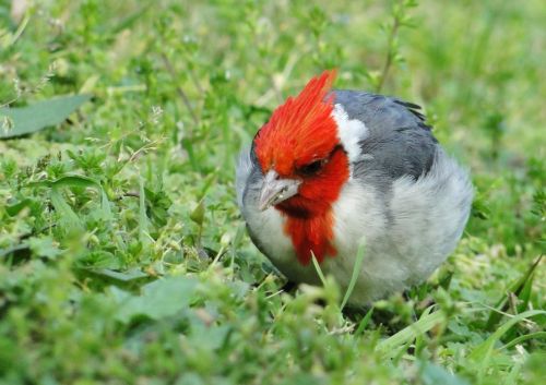 Fotografia de Dooby�s - Galeria Fotografica: Cardenal - Foto: Rojo vivo..