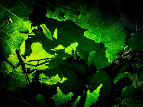 Fotografia de Damian - Galeria Fotografica: Libre - Foto: 