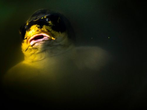 Fotografia de Damian - Galeria Fotografica: Libre - Foto: 