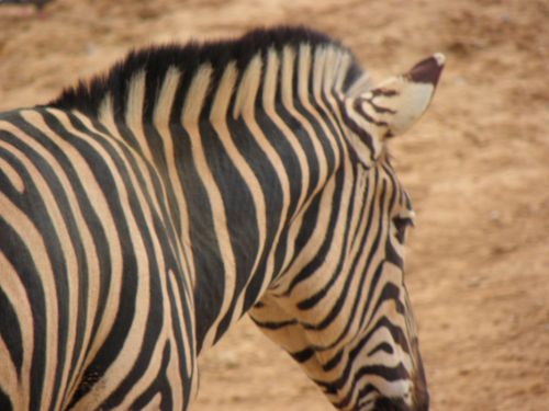 Fotografia de Jordi Mateu - Galeria Fotografica: CEBRAS DE CHAPMAN - Foto: Cebra de Chapman 6