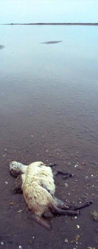 Fotografia de Sin Nombre - Galeria Fotografica: Obras individuales - Foto: La caida