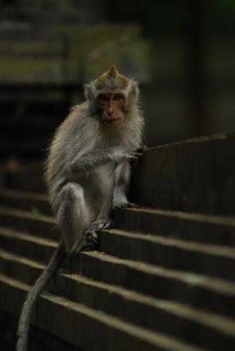 Fotografia de Ismael Herrero - Galeria Fotografica: Tailandia - Foto: El templo de los monos