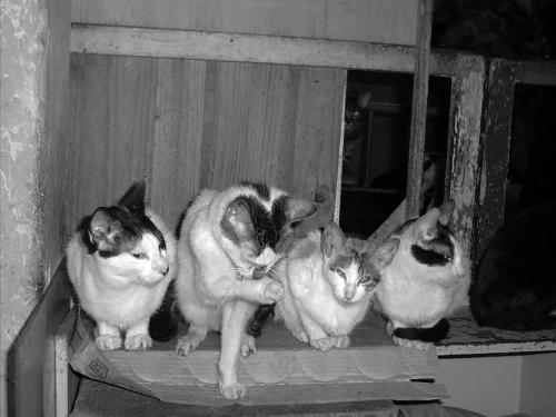 Fotografia de Eliaquim - Galeria Fotografica: Desolacon - Foto: 								