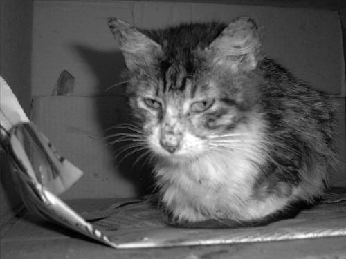 Fotografia de Eliaquim - Galeria Fotografica: Desolacon - Foto: 								