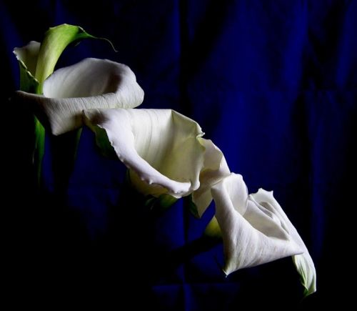 Fotografia de waxxman - Galeria Fotografica: Paisaje del tropico - Foto: 