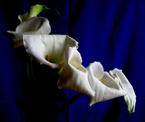 Fotografia de waxxman - Galeria Fotografica: Paisaje del tropico - Foto: 