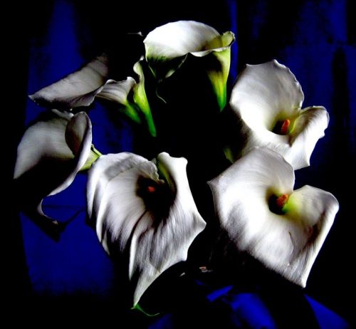 Fotografia de waxxman - Galeria Fotografica: Paisaje del tropico - Foto: 