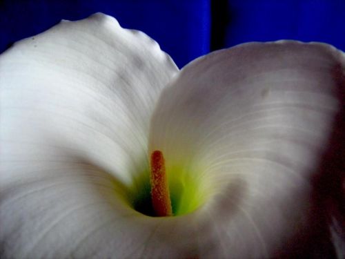 Fotografia de waxxman - Galeria Fotografica: Paisaje del tropico - Foto: 