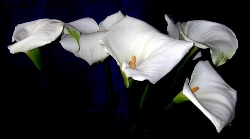 Fotografia de waxxman - Galeria Fotografica: Paisaje del tropico - Foto: 