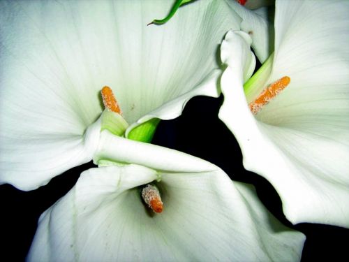 Fotografia de waxxman - Galeria Fotografica: Paisaje del tropico - Foto: 