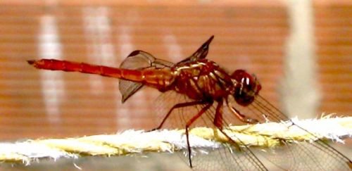 Fotografia de waxxman - Galeria Fotografica: Paisaje del tropico - Foto: 