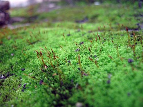 Fotografia de waxxman - Galeria Fotografica: Paisaje del tropico - Foto: 