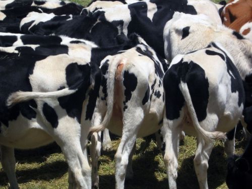 Fotografia de waxxman - Galeria Fotografica: Paisaje del tropico - Foto: 