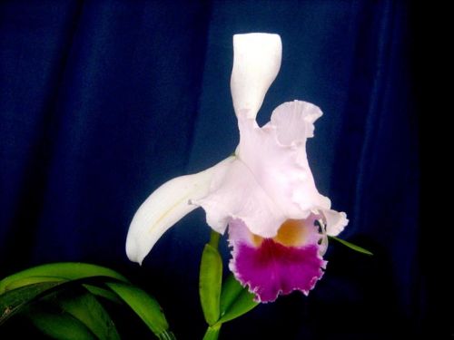 Fotografia de waxxman - Galeria Fotografica: Paisaje del tropico - Foto: 