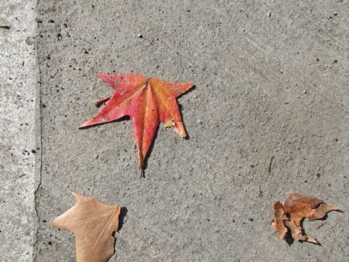 Fotografia de PABLO - Galeria Fotografica: Prespectiva - Foto: Cauducifolia
