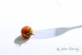 Fotos de Julian Barray -  Foto: Gastro Photo - Tomate Cherry
