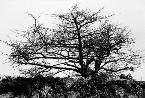 Fotografia de Gian Luca Franceschini | photography - Galeria Fotografica: Nature - Foto: Nature