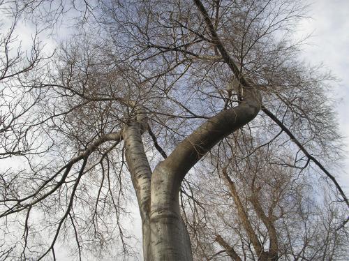 Fotografia de Paola - Galeria Fotografica: Estados Unidos - Foto: rbol centenario