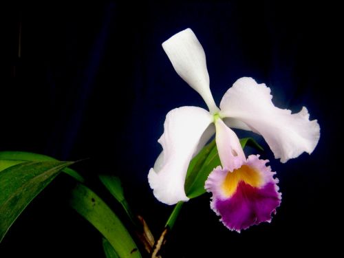 Fotografia de waxxman - Galeria Fotografica: ATARDECERES - Foto: 