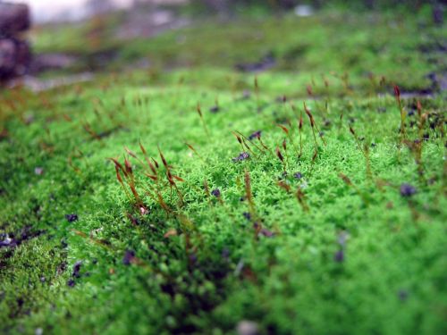 Fotografia de waxxman - Galeria Fotografica: ATARDECERES - Foto: 