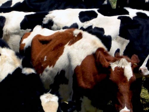 Fotografia de waxxman - Galeria Fotografica: ATARDECERES - Foto: 