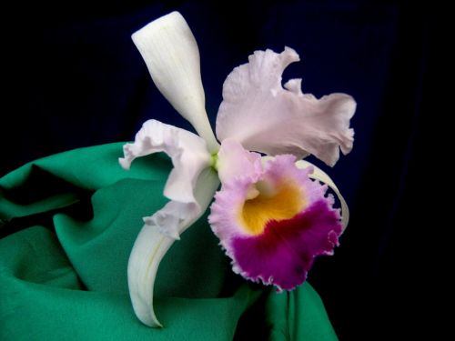 Fotografia de waxxman - Galeria Fotografica: ATARDECERES - Foto: 