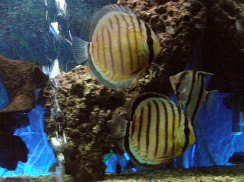 Fotografia de waxxman - Galeria Fotografica: ATARDECERES - Foto: 