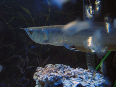 Fotografia de waxxman - Galeria Fotografica: ATARDECERES - Foto: 