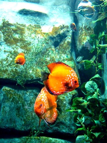 Fotografia de waxxman - Galeria Fotografica: ATARDECERES - Foto: 