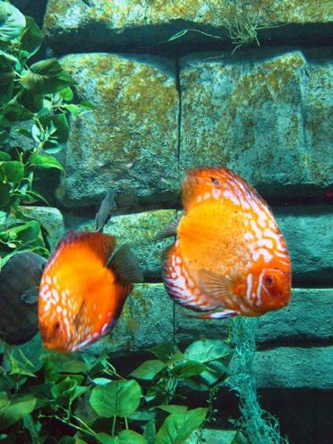 Fotografia de waxxman - Galeria Fotografica: ATARDECERES - Foto: 