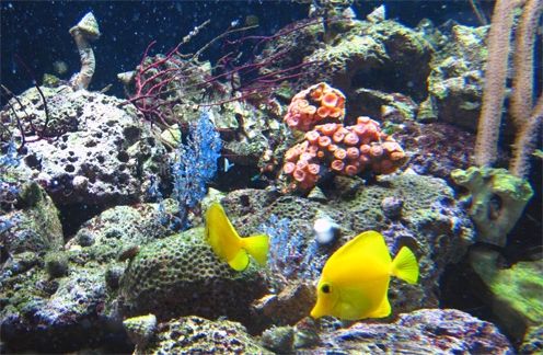 Fotografia de waxxman - Galeria Fotografica: ATARDECERES - Foto: 