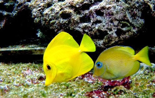 Fotografia de waxxman - Galeria Fotografica: ATARDECERES - Foto: 