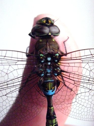 Fotografia de waxxman - Galeria Fotografica: ATARDECERES - Foto: 