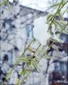 Foto de  Yulia - Galería: Naturaleza - Fotografía: nieve y lo verde