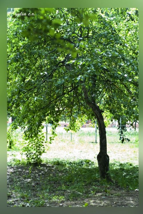Fotografia de Yulia - Galeria Fotografica: Naturaleza - Foto: el manzano