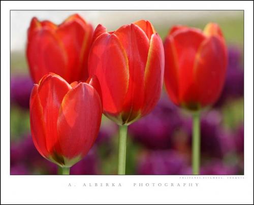 Fotos mas valoradas » Foto de alberka - Galería: Turqua - Fotografía: Tulipanes del Topk