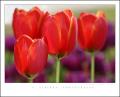 Fotos mas valoradas » Foto Tulipanes del Topk