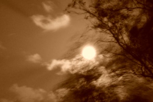 Fotografia de discombadura - Galeria Fotografica: Paraiso en la ciudad - Foto: Lobo