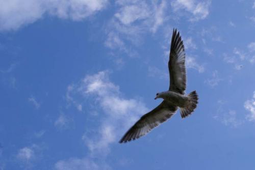 Fotografia de JBPHOTOGRAPHY - Galeria Fotografica: Gaviotas - Foto: LIBERTAD
