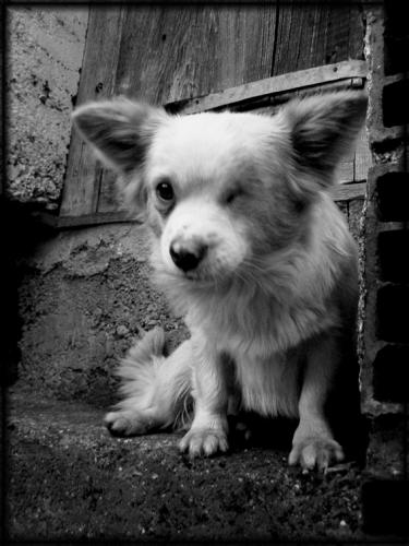 Fotografia de Cifuentes - Galeria Fotografica: jugando con los momentos - Foto: orejitas...