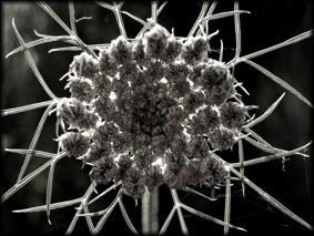 Fotografia de Cifuentes - Galeria Fotografica: jugando con los momentos - Foto: magia