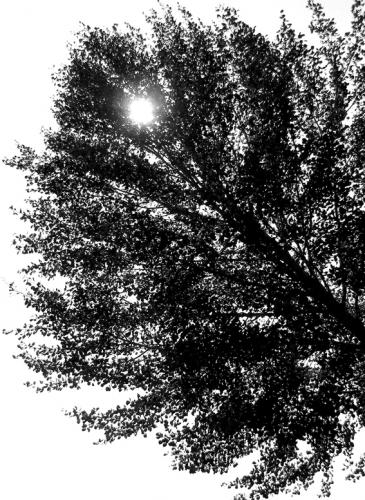 Fotografia de Cifuentes - Galeria Fotografica: jugando con los momentos - Foto: cuando el sol juega