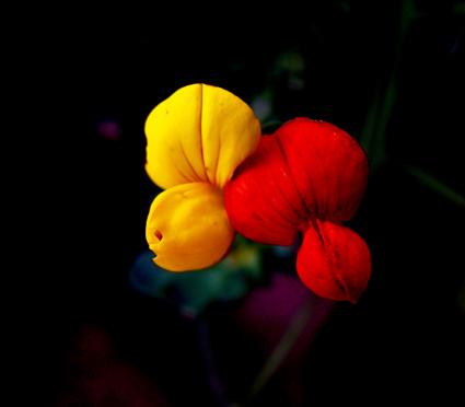 Fotografia de Cifuentes - Galeria Fotografica: jugando con los momentos - Foto: terciopelo de color