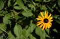 Fotos de isan -  Foto: Macro naturaleza - Flor amarilla